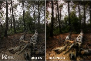 Lee más sobre el artículo El Efecto Orton – Facil con photoshop