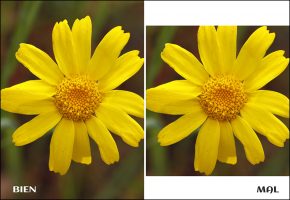 Lee más sobre el artículo Como ajustar el tamaño de una foto para imprimir – Fácil con Photoshop